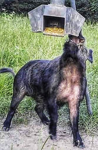 Hog Eating Corn