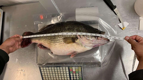South Dakota Bass