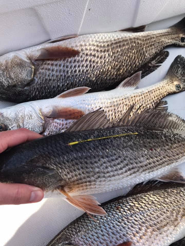 tagged redfish in Georgia waters