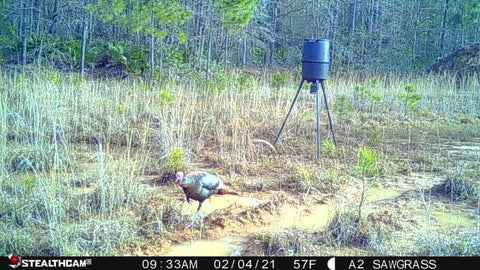 Turkey Trail Cam