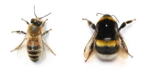honey bee vs bumble bee