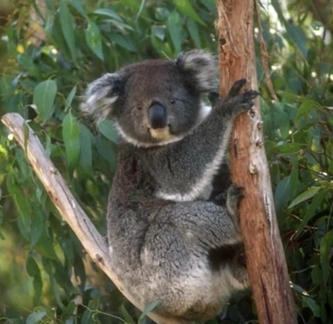 Koala hugging tree
