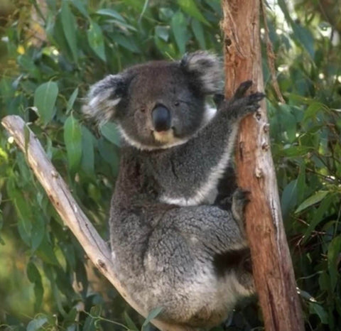 Koalas are declared an endangered species in parts of Australia : NPR