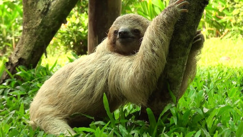 sloth pooping