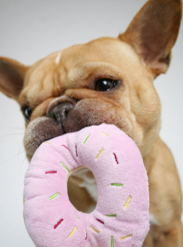 dog with chew toy