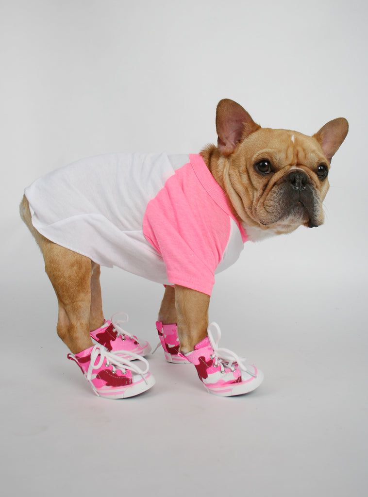 converse dog