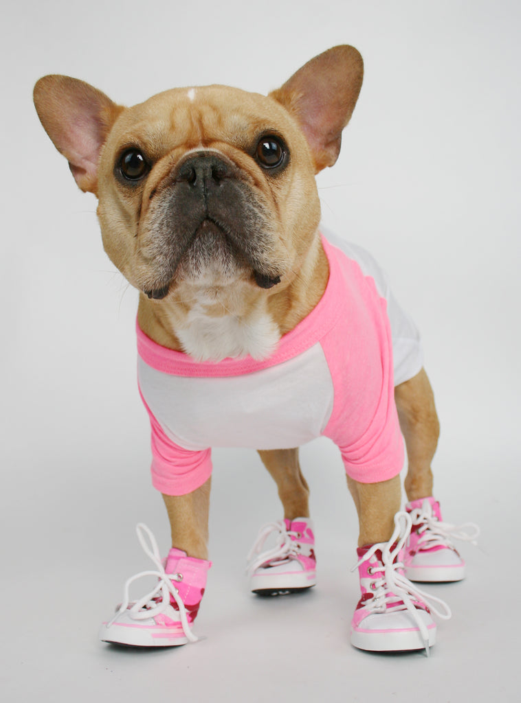 converse shoes for dogs