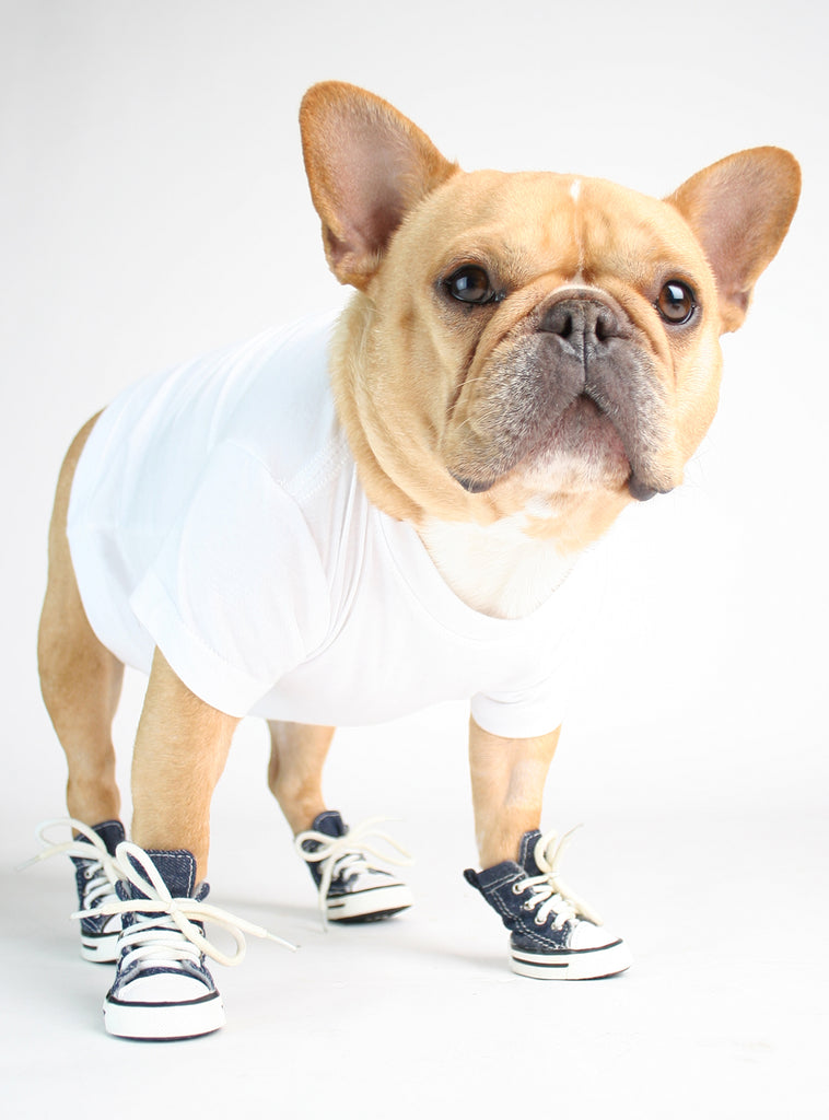 dog sneakers converse