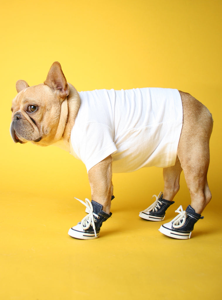 dog converse booties