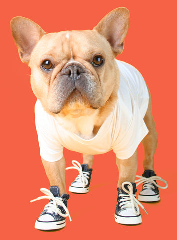 dog sneakers converse