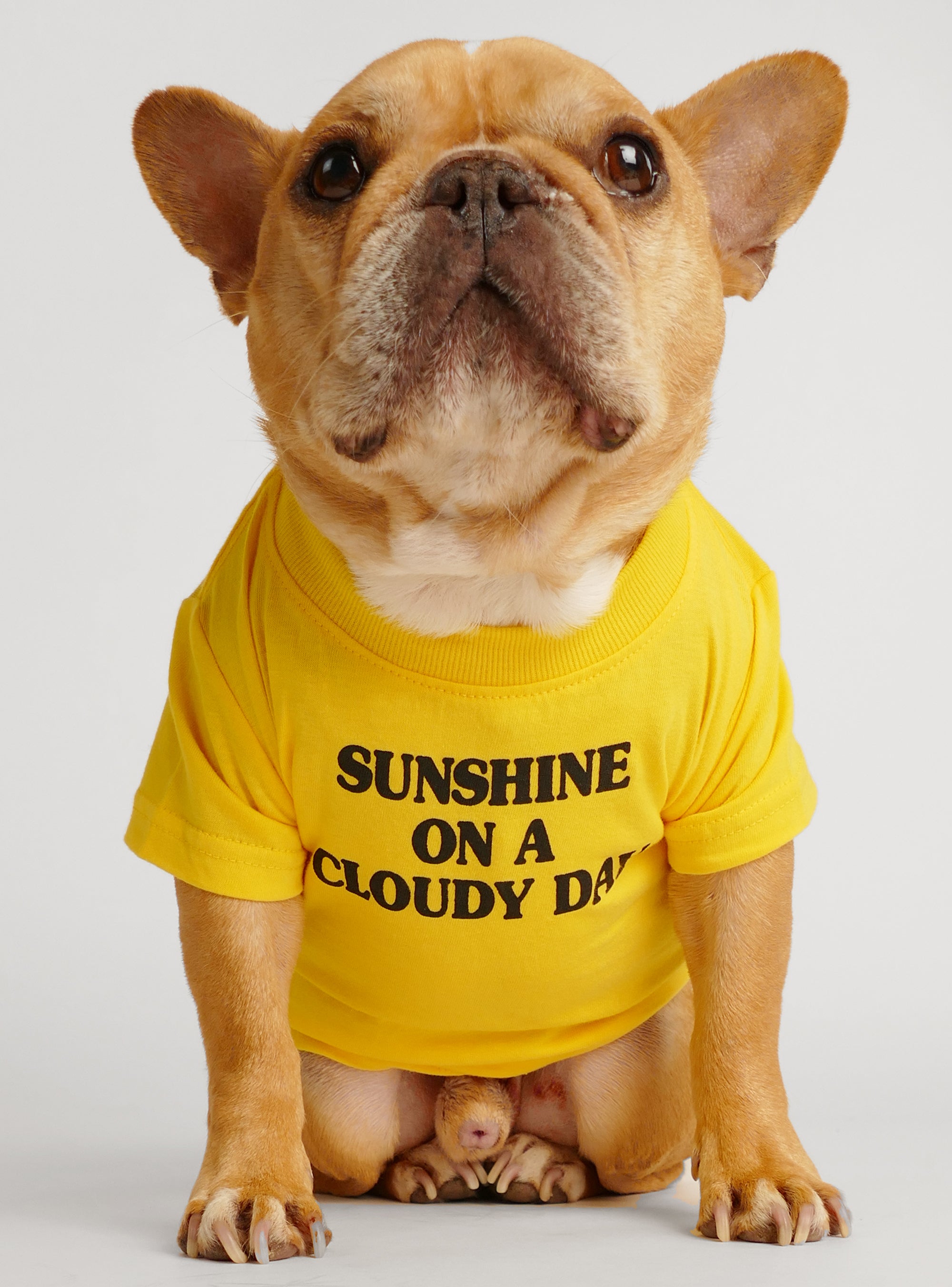 I'm Doing Frenchie Stuff Dog Tee - Club Huey