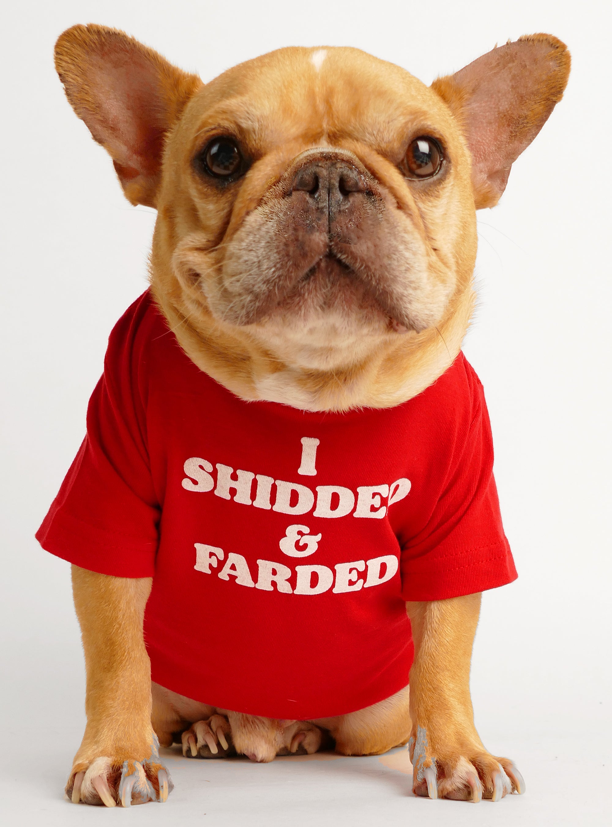 pet shirts for dogs