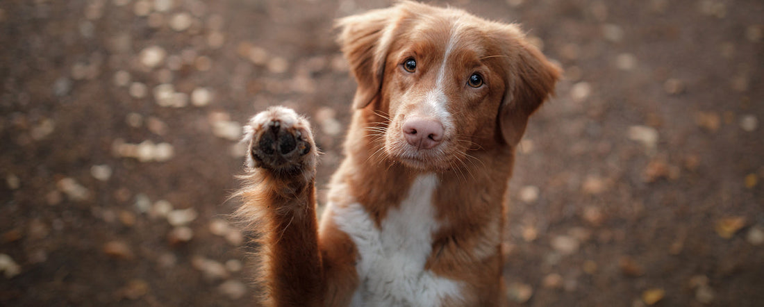 what does it mean when a dog puts his paw up