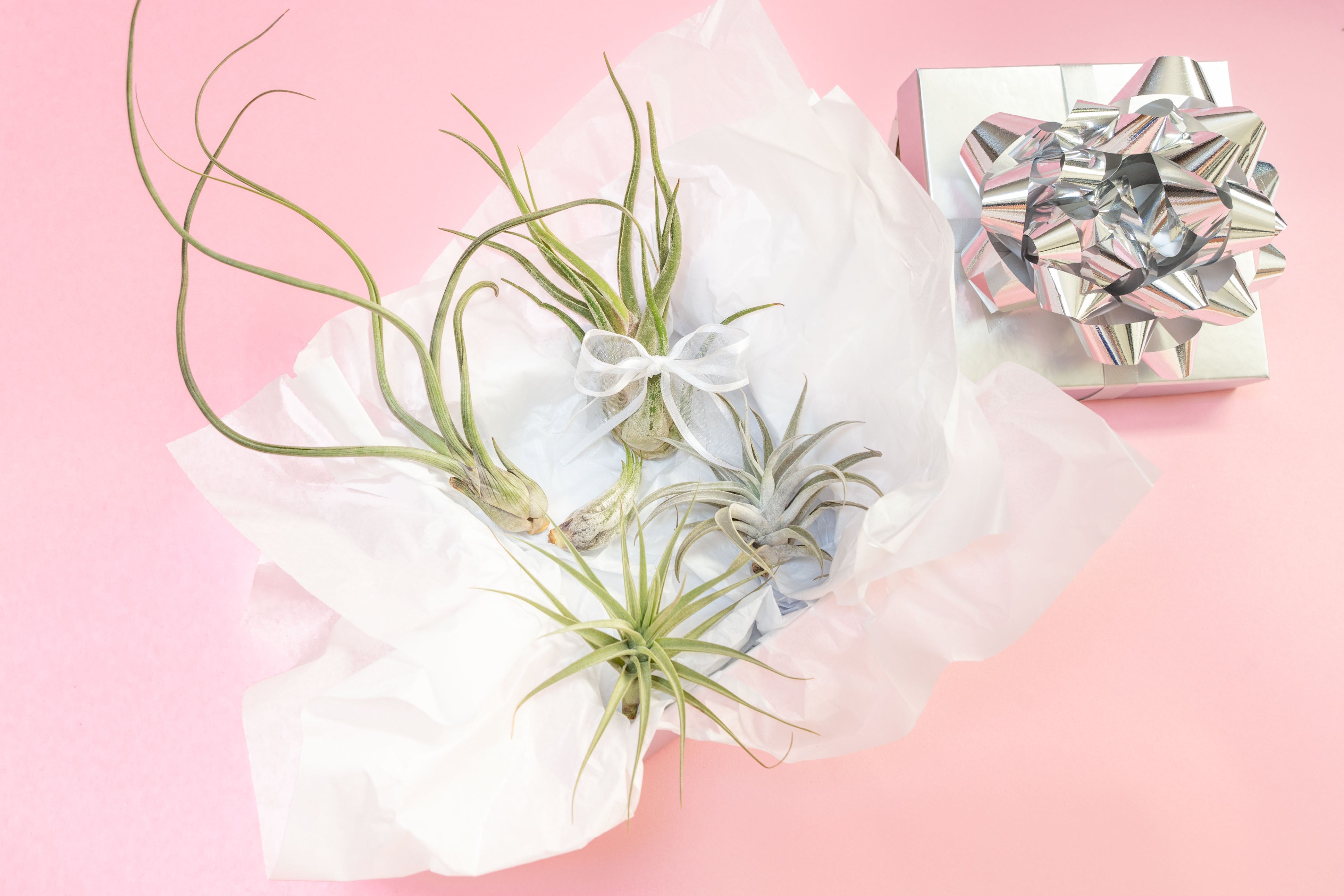 air plant tillandsia holiday gift guide