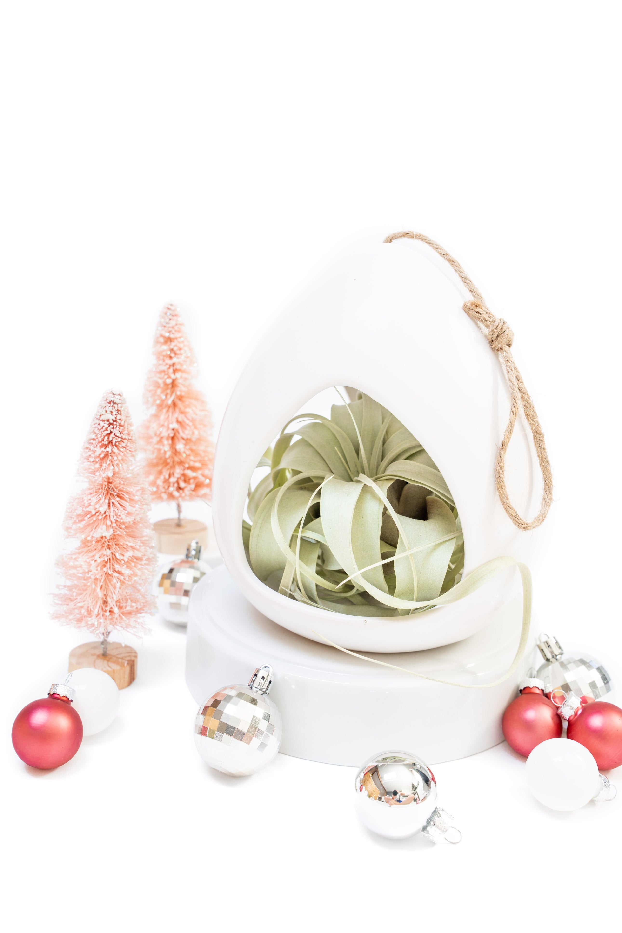 air plant tillandsia holiday gift guide