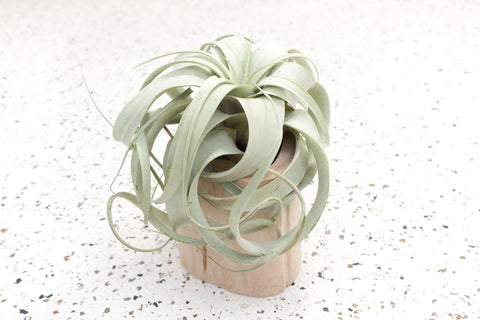 Driftwood Vase with Mini Tillandsia Xerographica Air Plant
