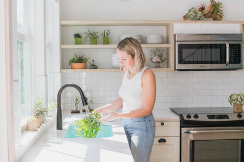 A Woman Watering Her Tillandsia Air Plant in the Kitchen Sink