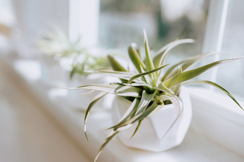 Tillandsia Harrisii in a White Ceramic Geometric Container Displayed on a Windowsill