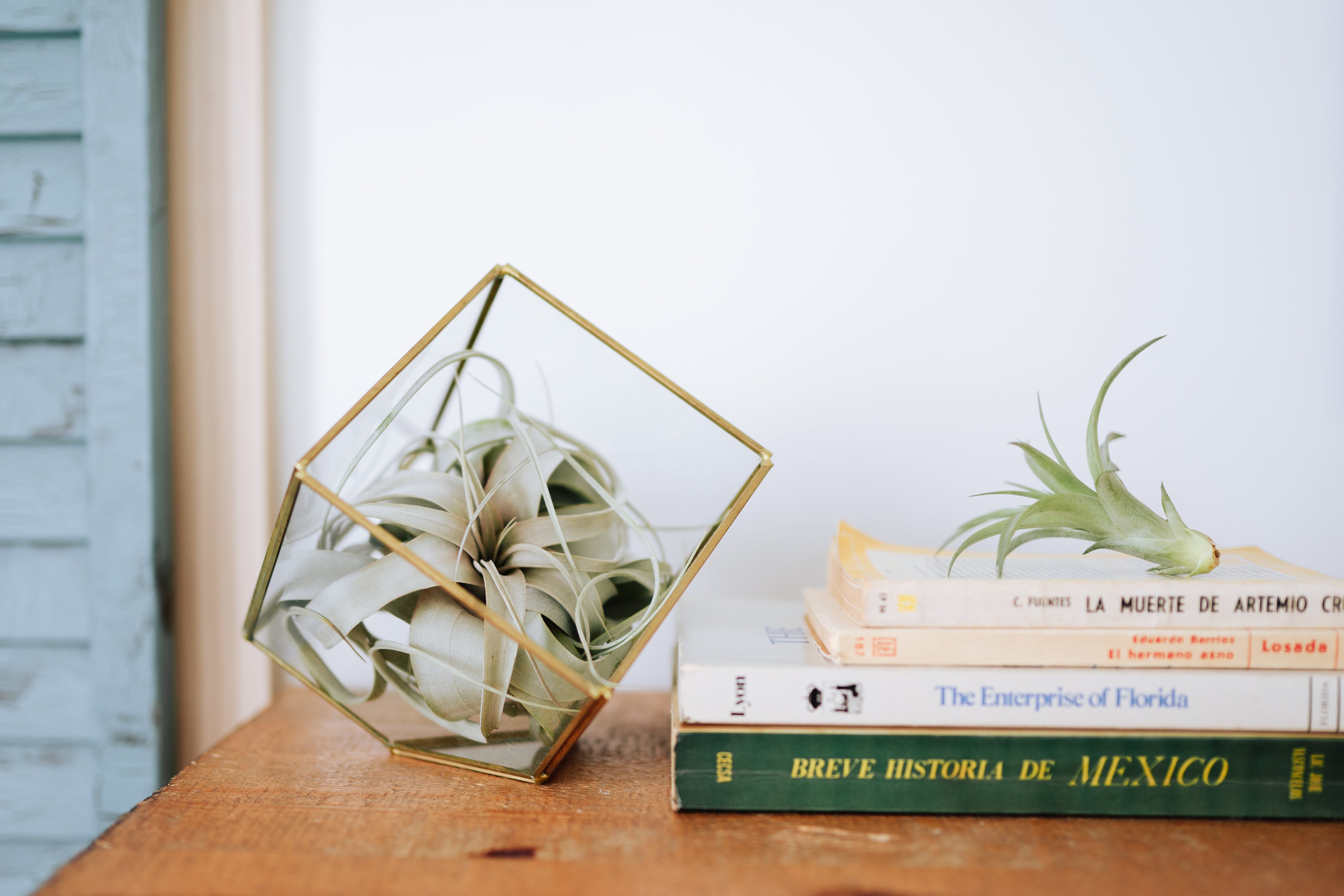 tillandsia xerographica air plant inside of gold plated glass heptahedron terrarium