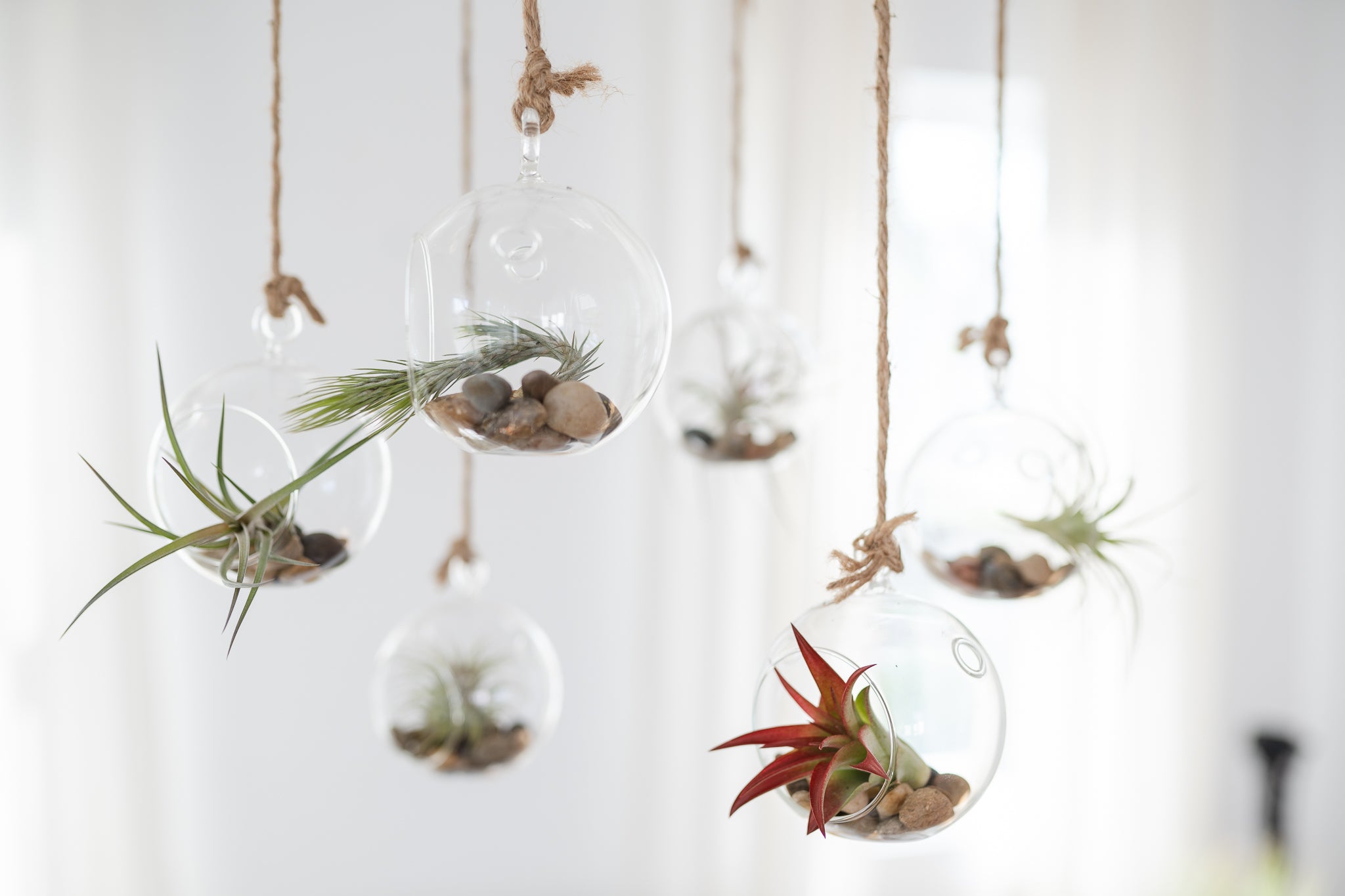 air plant terrarium container