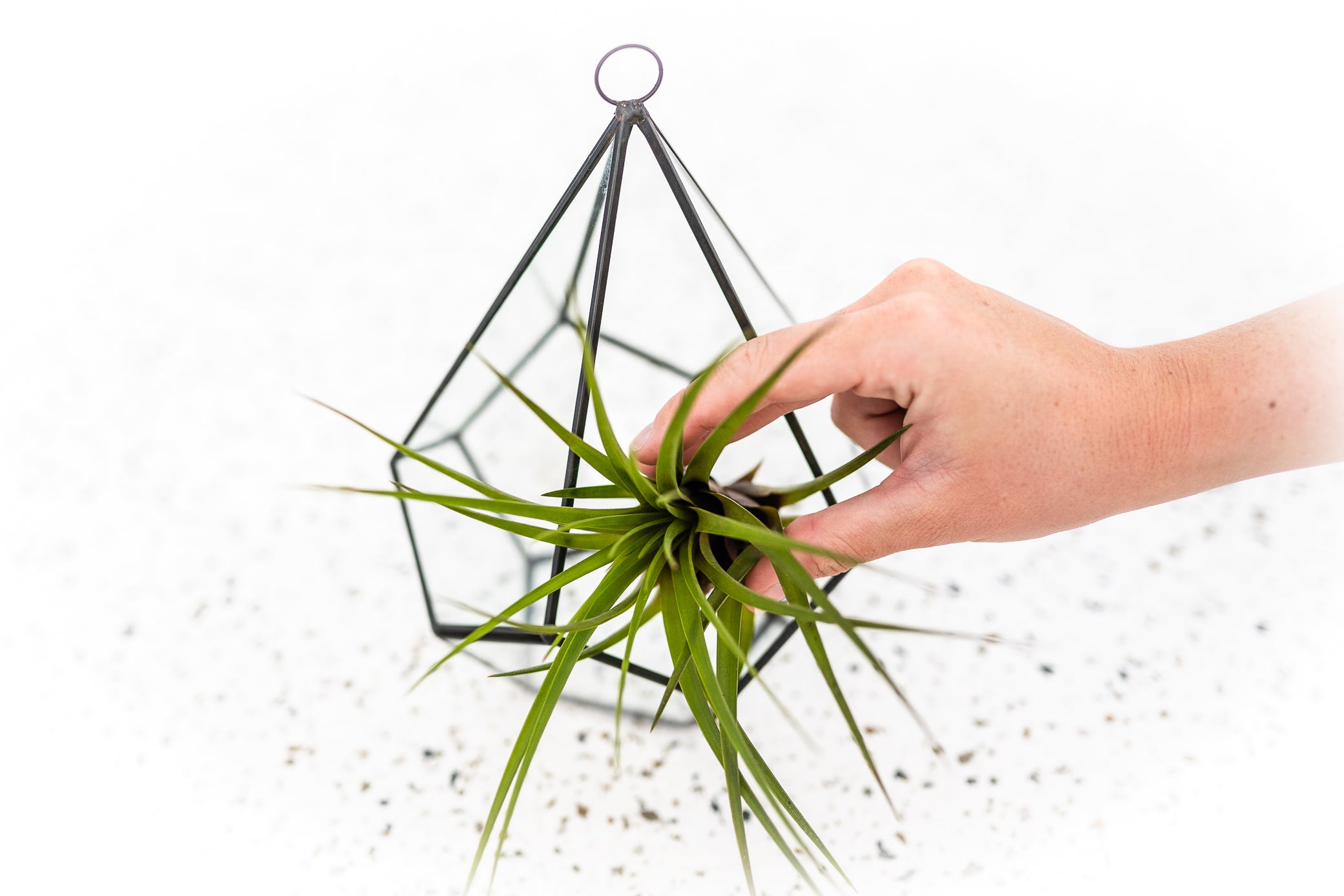 air plant tillandsia glass diamond shaped terrarium