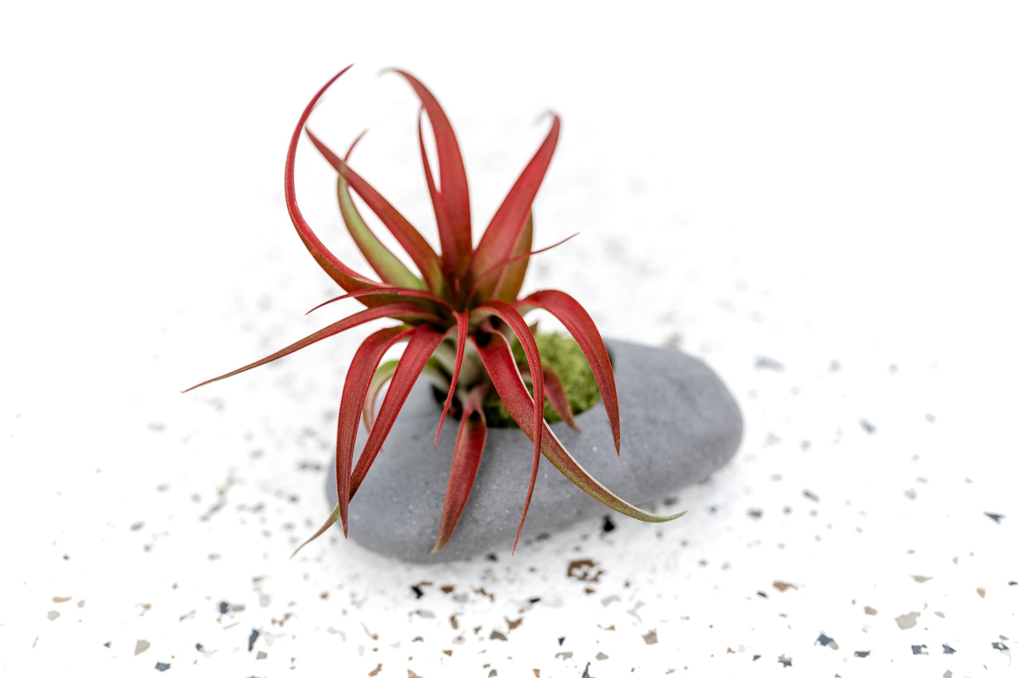 Gray ceramic stone tillandsia air plant holder with red abdita