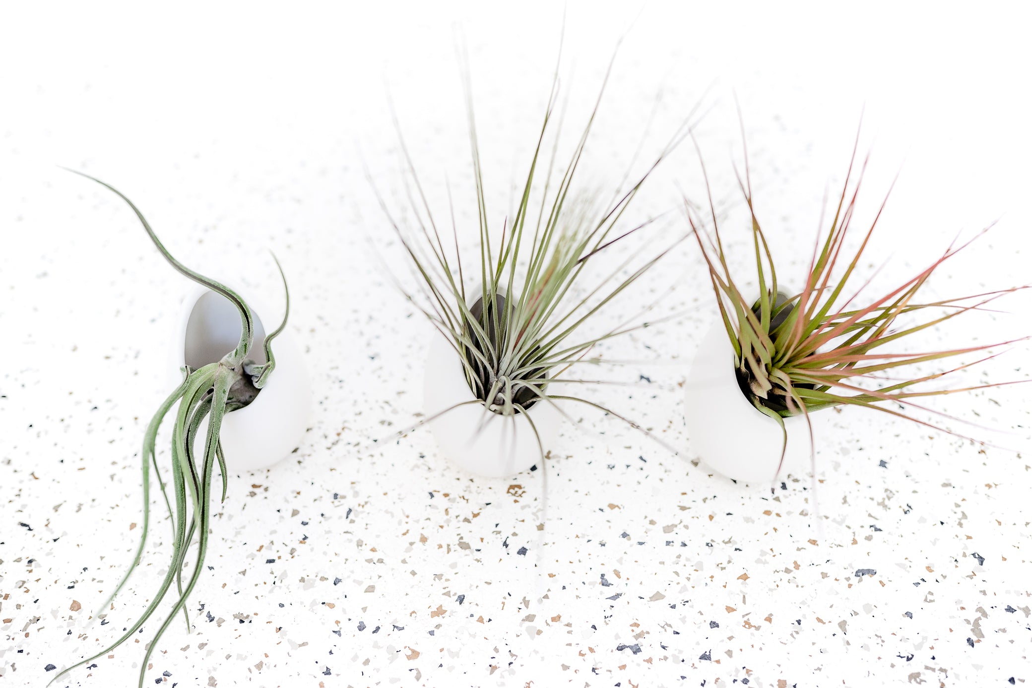 3 ceramic ivory vases with assorted tillandsia air plants