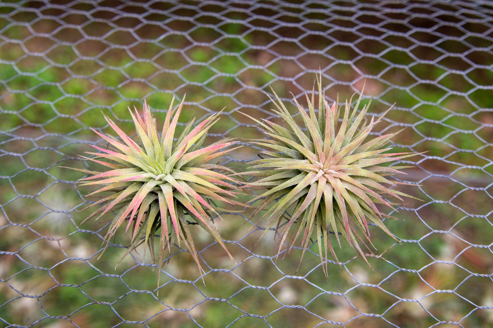 Blushing Tillandsia Ionantha Rubra Air Plants