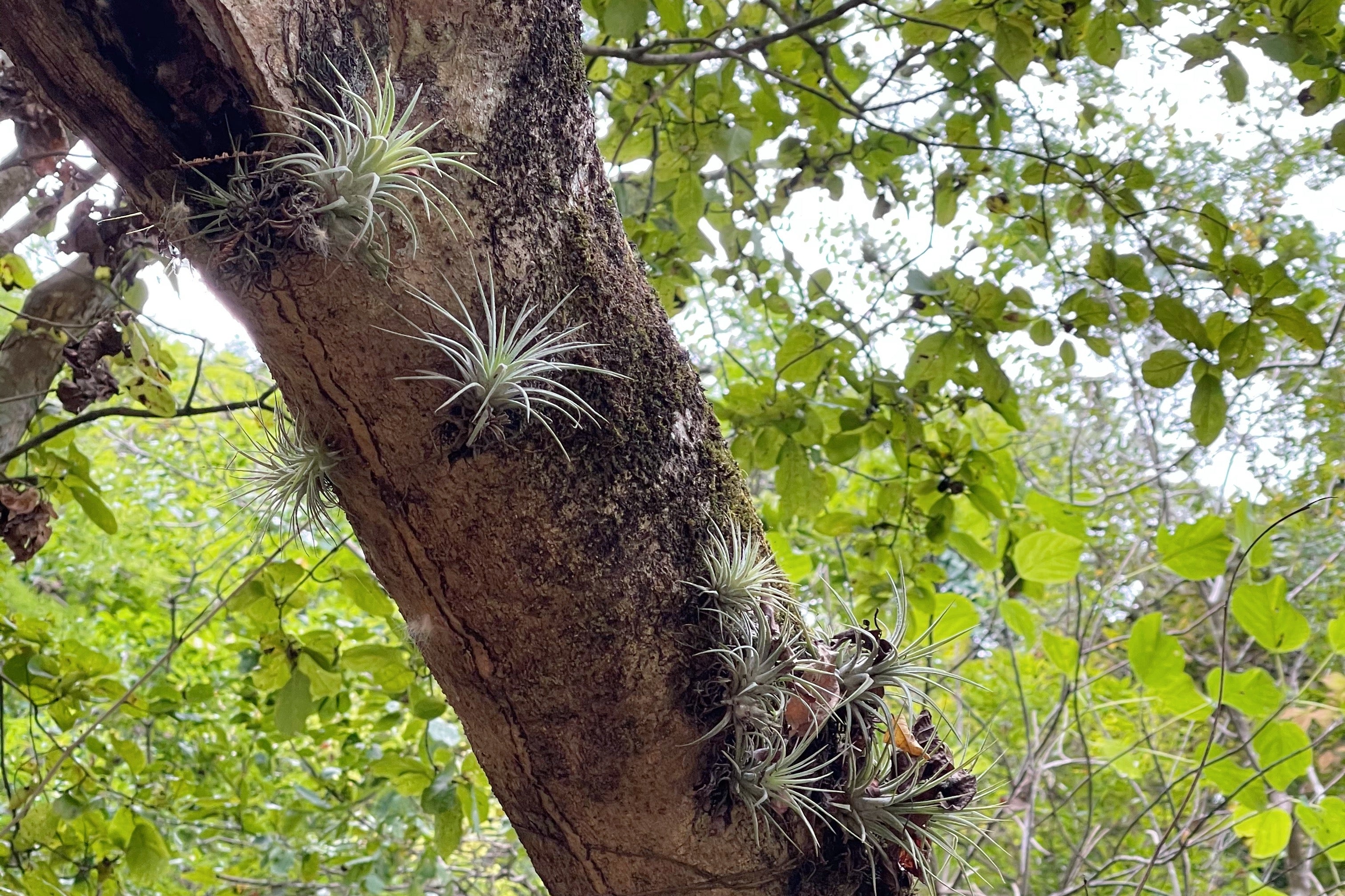 Tillandsia Ionantha Air Plants in Nature Attached to a Tree