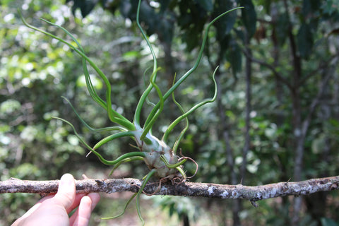 Tillandsia Bulbosa Belize attached to a Tree Limb by it's Roots