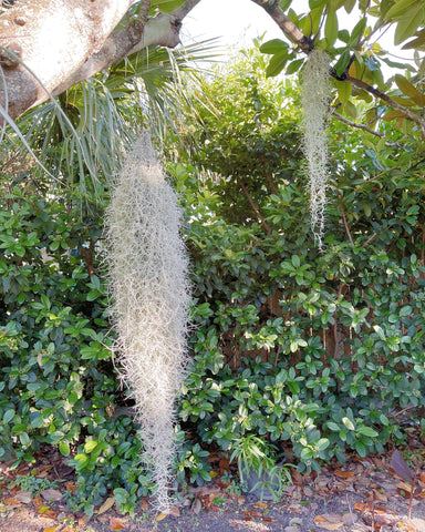 12 Inch Air Plant - Tillandsia usneoides - Spanish - The Succulent Isle