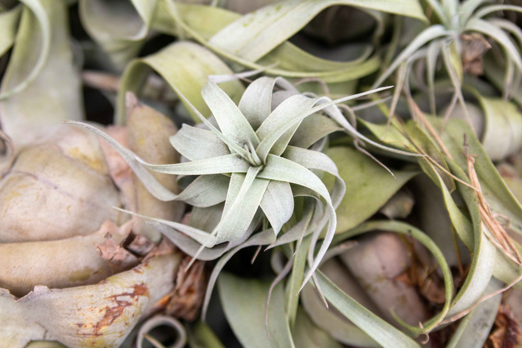 Tillandsia Seedling Xerographica Air Plant about 1 inch around