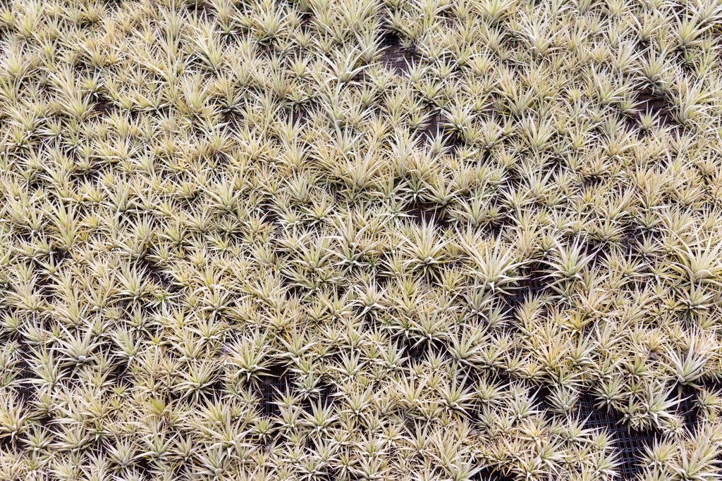 Thousands of tillandsia Xerographica being grown from seed 
