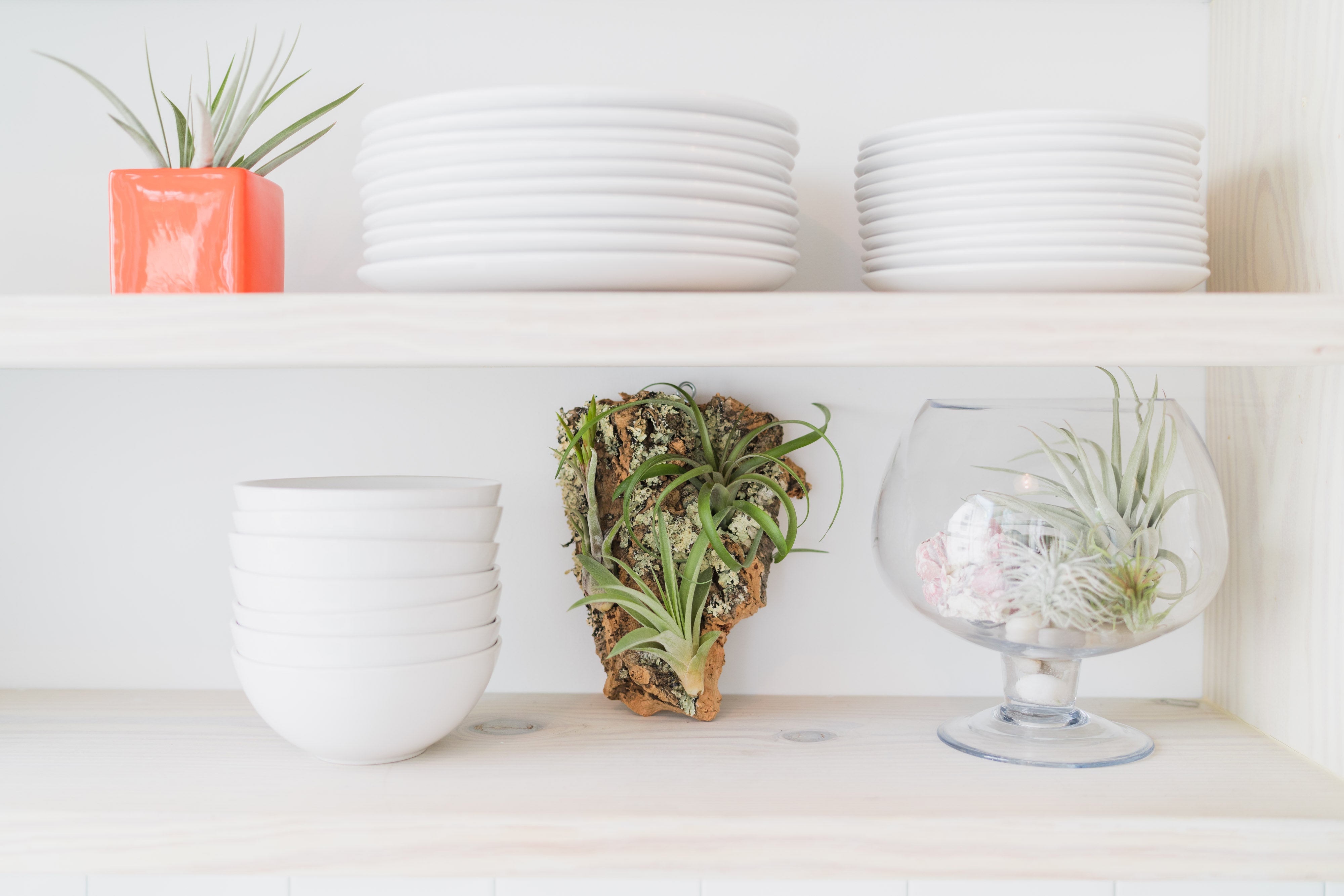 Multiple Tillandsia Air Plant Displays on Kitchen Shelves Next to Plates and Bowls