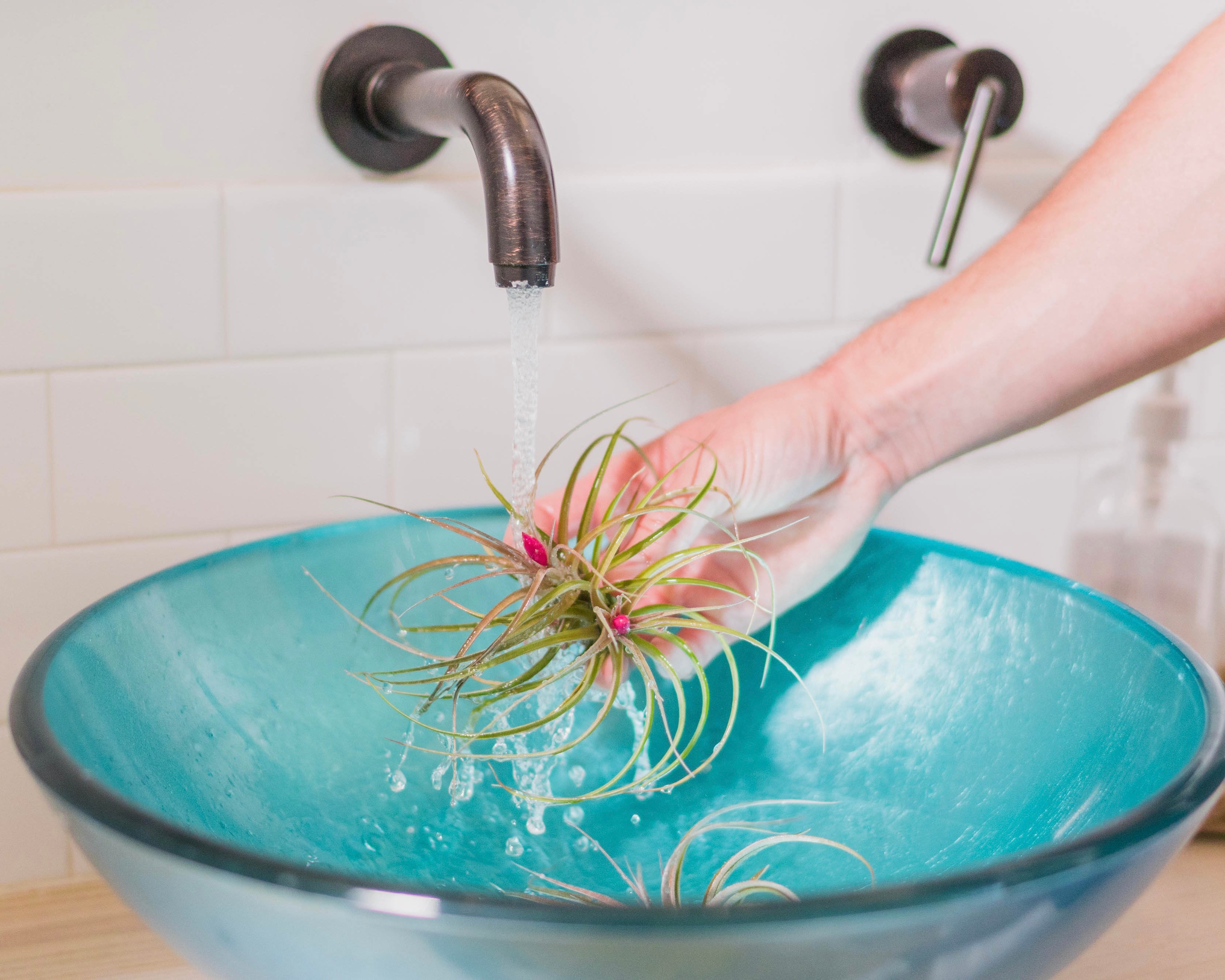 air plant tillandsia soak watering