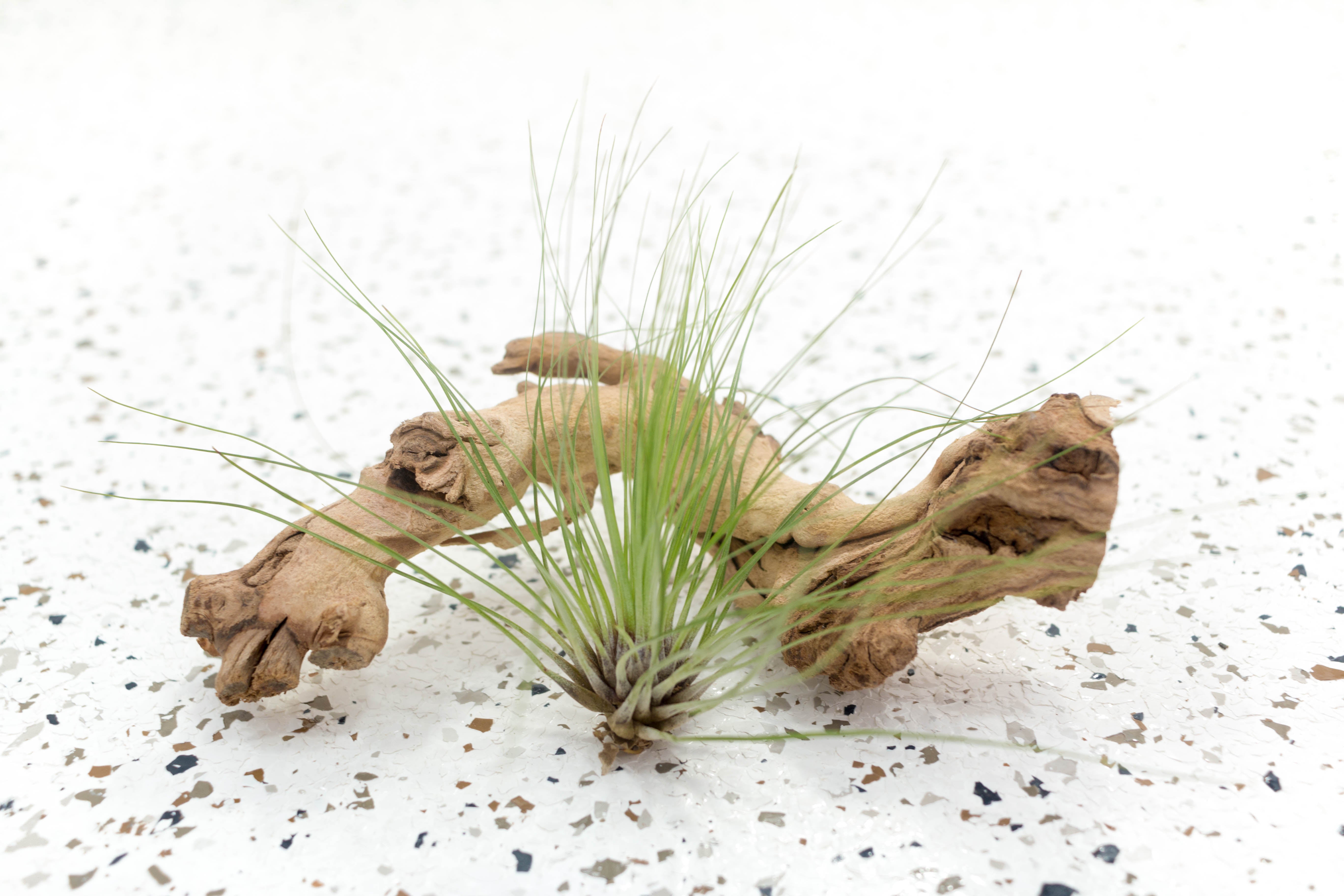 tillandsia filifolia air plant