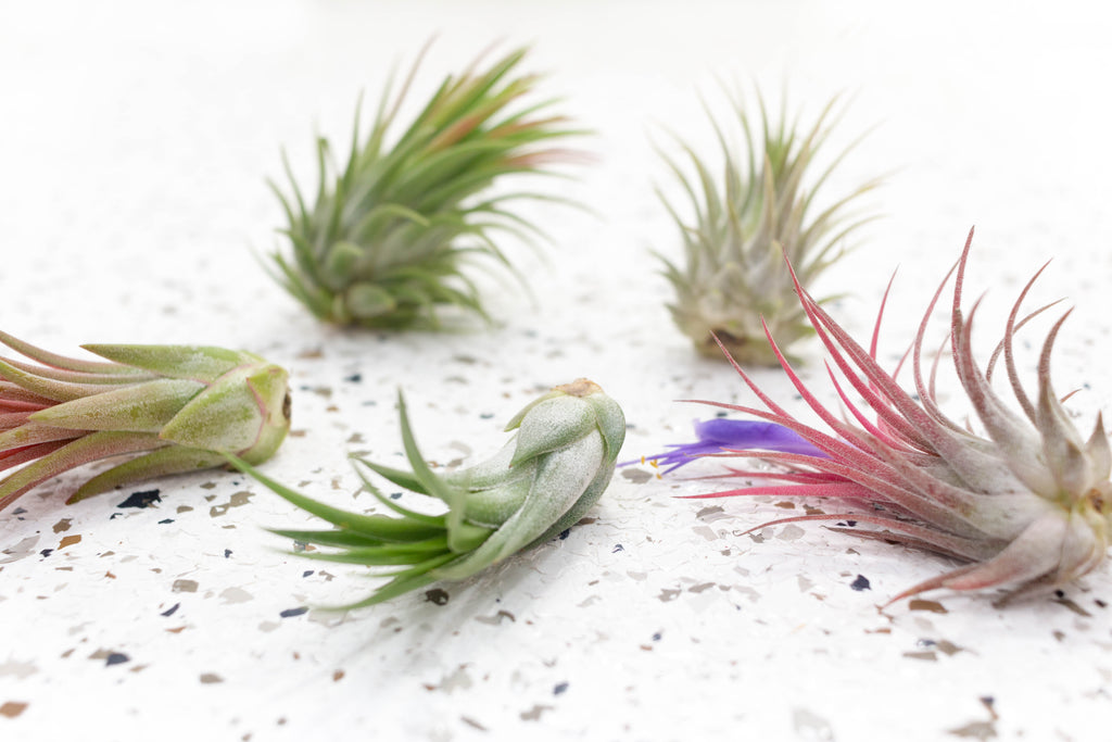 air plant tillandsia ionantha variety pack