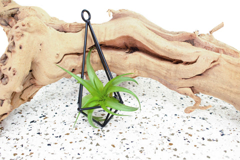 Black Metal Hanging Pendant with Tillandsia Abdita Air Plant