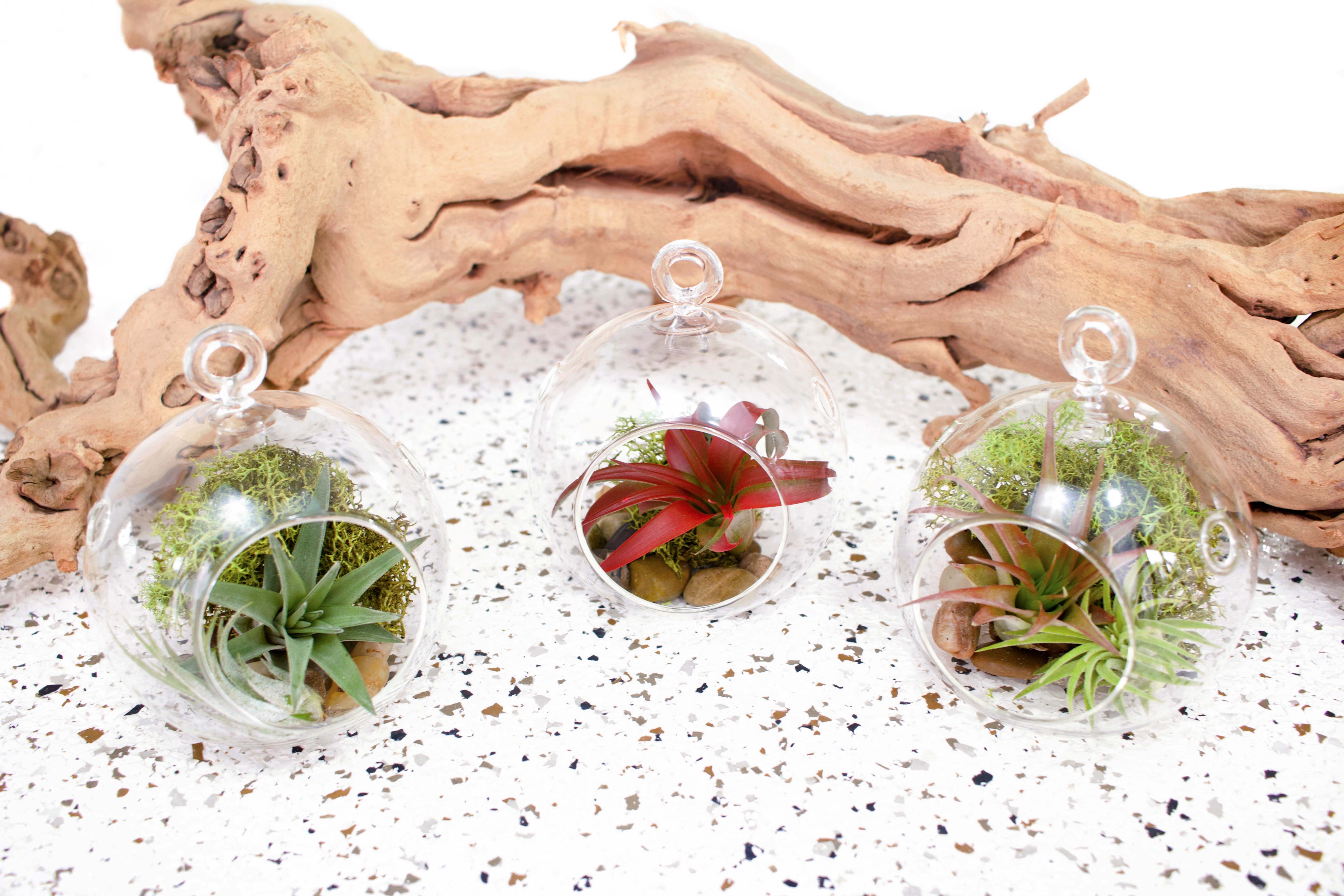 3 Flat Bottom Glass Globe Terrariums with Moss and RIver Stone Accents containing Assorted Tillandsia Air Plants