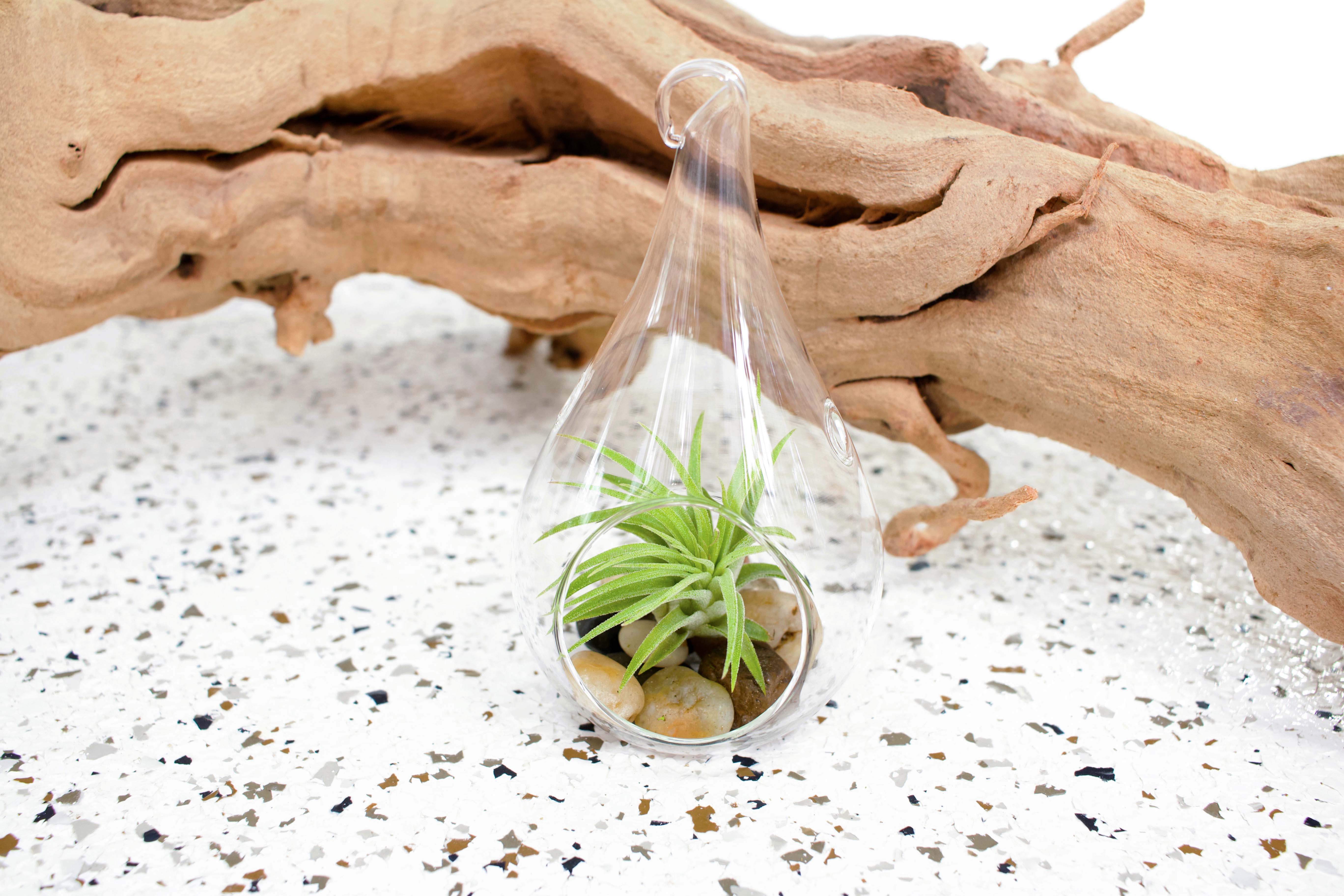 Glass Teardrop Terrariums with River Stones and Tillandsia Ionantha Air Plant