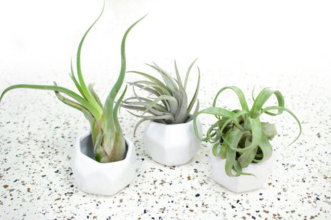 3 White Ceramic Geometric Containers with Assorted Tillandsia Air Plants