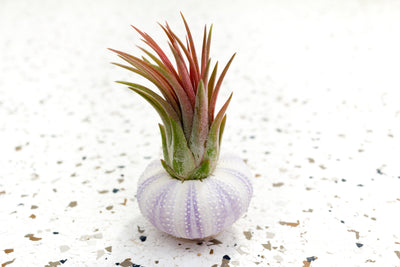 Wholesale - Purple Urchin with Tillandsia Air Plants
