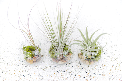 Tabletop Terrarium with Assorted Tillandsia Air Plants – Air Plant Design  Studio