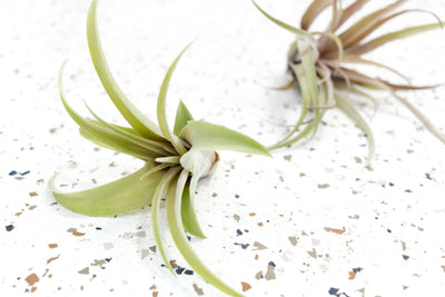 Air Plants - Tillandsia Seleriana – Air Plant City