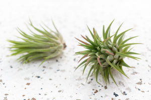 Pack of 5, 10 or 20 Tillandsia Ionantha Rubra Air Plants - Save up to 45%