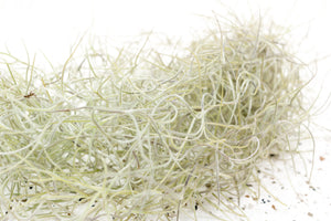 Packs of 3, 6 or 9 Colombia Thick Spanish Moss - Tillandsia Usneoides Clumps - Save 30%