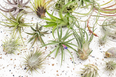 Artificial Air Plants — Bulk Set of 5, Medium — Ultra Realistic Fake  Tillandsia - Conseil scolaire francophone de Terre-Neuve et Labrador