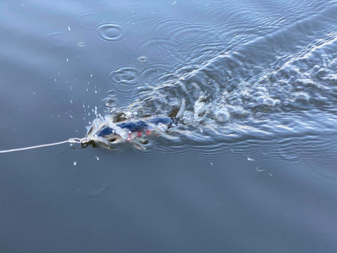 Old Dog Rotty Ripper being worked through the water