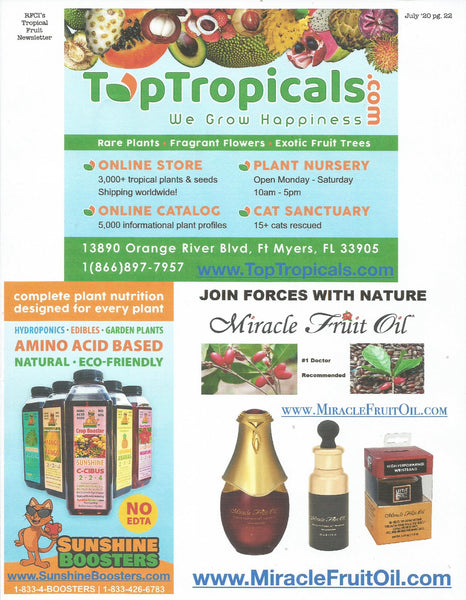 Rare Fruit Council Tropical Fruit Newsletter Miracle Fruit Oil and Vitabrace 