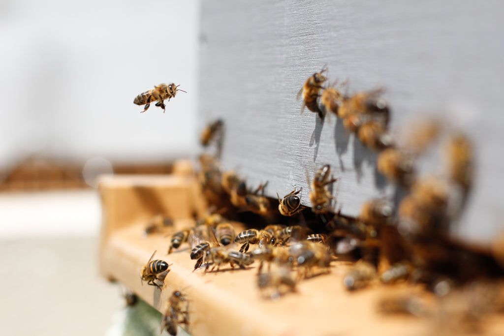 Honey Bees flying BCB Honey Farm